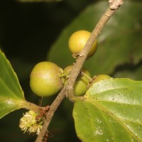 Flacourtia inermis Roxb.